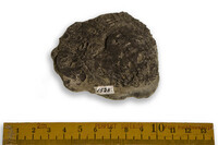 F 01523
<br/>
<br/>
<em></em>